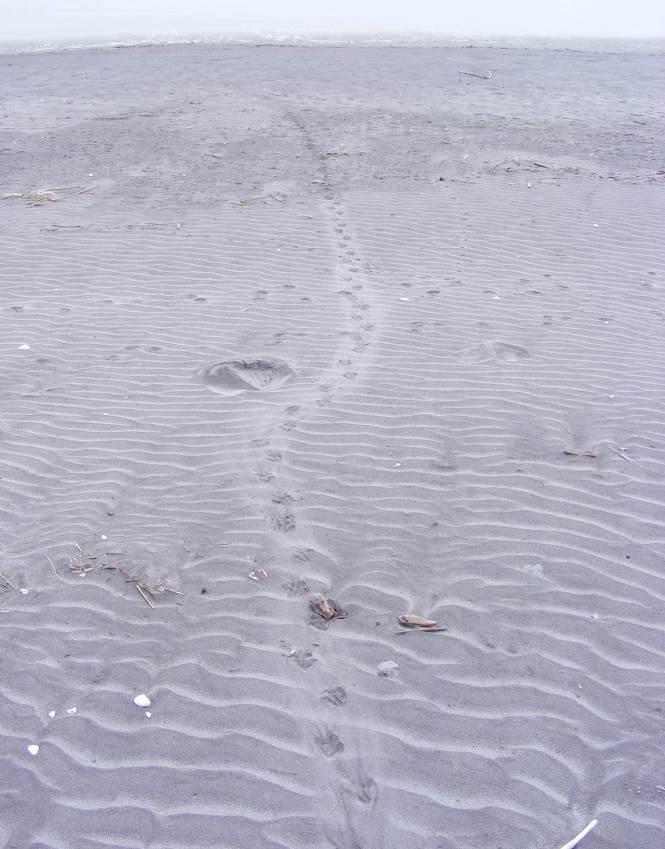 Little Blue Penguin Tracks A typical set of penguin tracks leading straight to the sea from the bird s burrow.