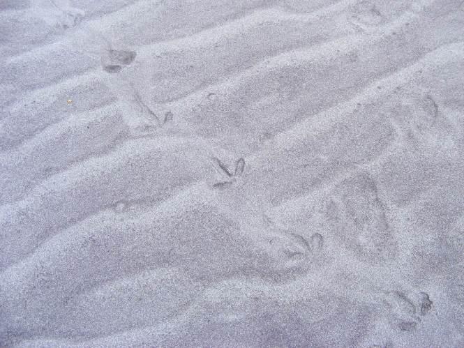Detail of oyster catcher tracks, note what appears to be drag marks is actually wind-blown sand.