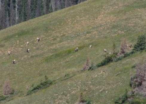 Bighorn Sheep Source Habitat in the Fisher-Ivy/Goose Allotment Within and immediately adjacent to the allotment, bighorn sheep habitat is present on the steep subalpine and alpine slopes along Ivy
