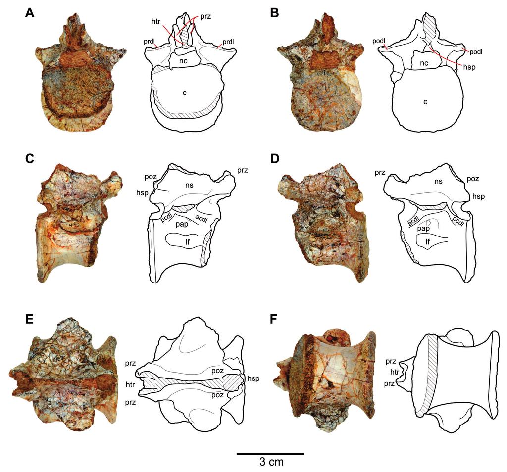 8 PALEOBIOS, VOL. 34, FEBRUARY 2017 Figure 8A F. Dockum herrerasaurid, posterior dorsal vertebra, TTU-P16789. A. Vertebra in anterior view. B. Posterior view. C. Right lateral view. D. Left lateral view.