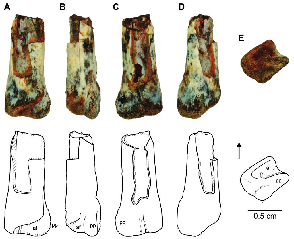 SARIGÜL NEW THEROPODS FROM THE DOCKUM GROUP OF TEXAS, USA 13 Figure 12A E. Dockum neotheropod, distal portion of left tibia, TTU-P14786. A. Partial tibia in anterior view. B. Lateral view. C.