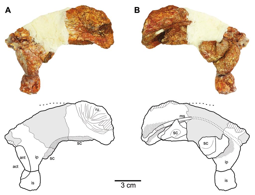SARIGÜL NEW THEROPODS FROM THE DOCKUM GROUP OF TEXAS, USA 5 Figure 4A, B. Dockum herrerasaurid, iliac postacetabular process, TTU-P10082. A. Left postacetabular process in lateral view. B. Medial view.