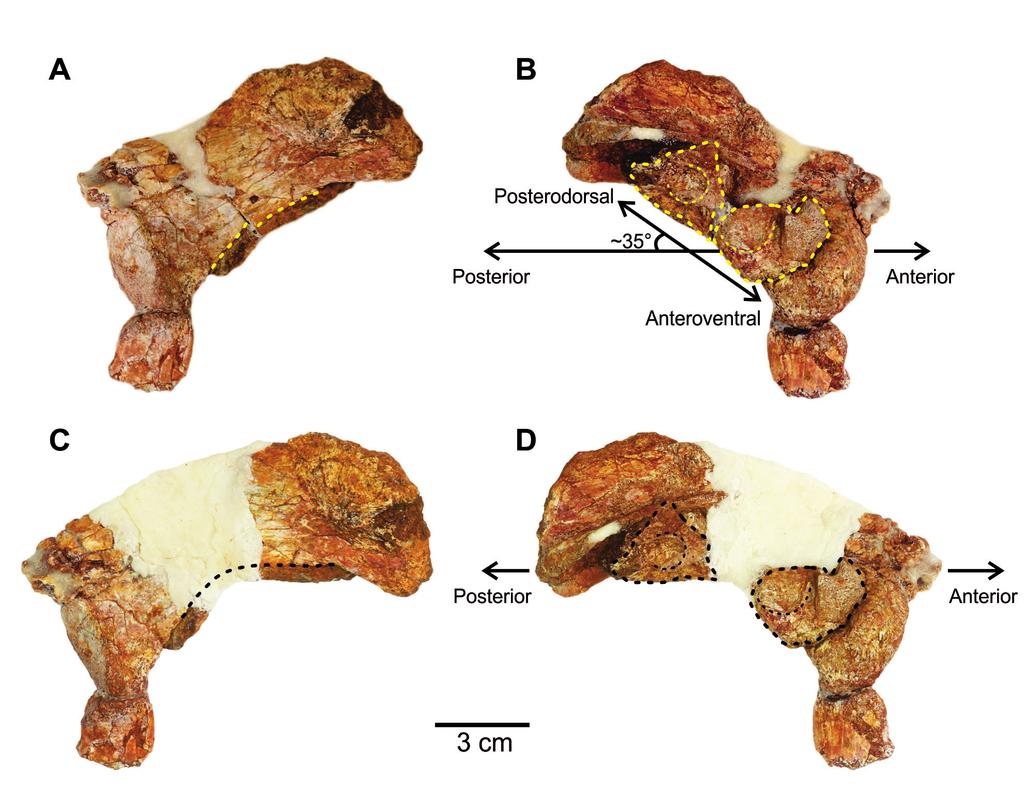 SARIGÜL NEW THEROPODS FROM THE DOCKUM GROUP OF TEXAS, USA 7 Figure 6A D. Two interpretations for the postacetabular process of Dockum herrerasaurid (TTU-P10082). A, B.