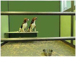 SAFETY PHARMACOLOGY CARDIOVASCULAR TELEMETRY Dog/ primate/ mini-pig
