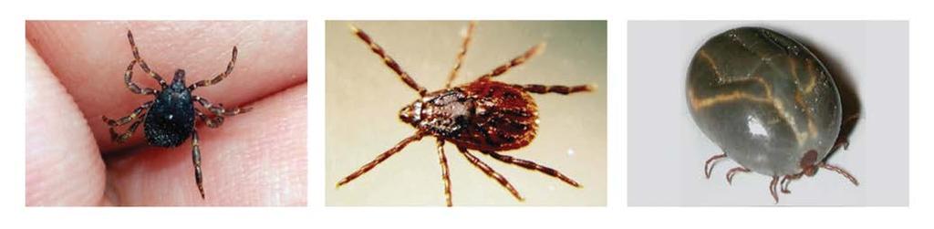 risk of being infected with Theileria (Figure 1). Tick activity The cattle tick has four developmental stages egg, six-legged larva, eight-legged nymph and eight-legged adult.