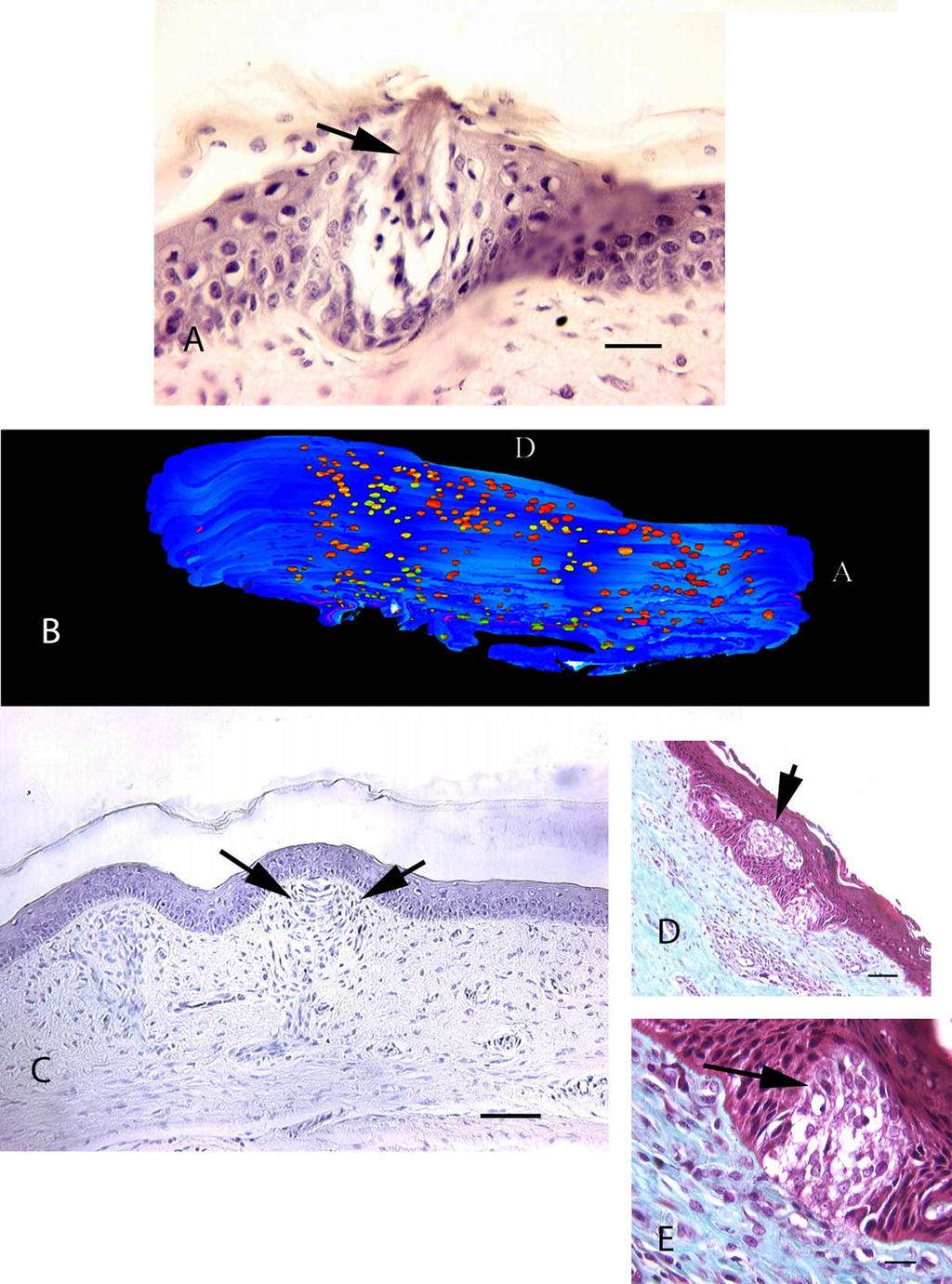Fig. 3. Histological view of taste bud (black arrow) in the upper palate of the hatchling Alligator (A). Three-dimensional reconstruction of the neonate alligator tongue.