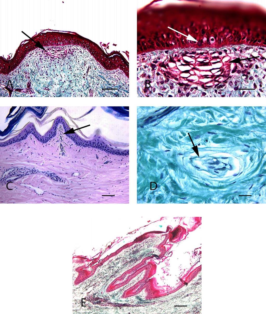 ALLIGATOR ORAL CAVITY STRUCTURE 1317 Fig. 4. Histological sections of the subadult alligator oral cavity.