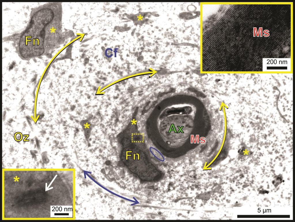 Fig. 8. Myelinated axon (Ax) in the emu.