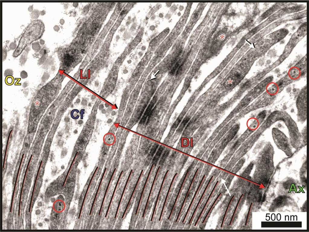 Fig. 9. Cytoplasmic lamellae of the inner core in the ostrich. A total of 24 lamellae (red lines) form loosely arranged (Ll) and densely packed lamellae (Dl) closer to the axon (Ax).