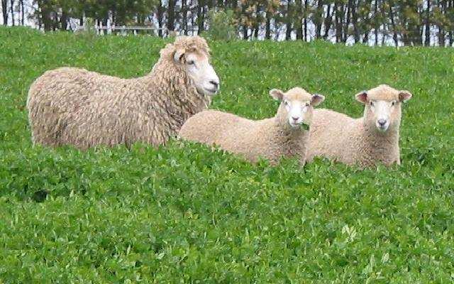 Lamb growth Reproduction Fleece weight