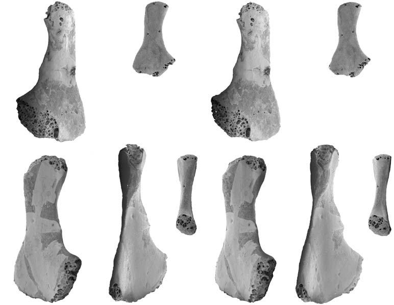 BORSUK-BIAŁYNICKA DIAPSID FIFTH METATARSALS FROM EARLY TRIASSIC OF POLAND 42 A 1 A 2 B 1 C 5mm Fig. 5. Sauria indet. morphotype X from the Lower Triassic of Czatkowice, southern Poland. A. ZPAL RV/1991, adult left MttV in (A 1 ) and -slightly (A 2 ) views.