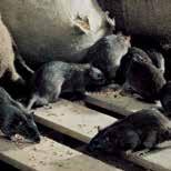 3. The rodent problem Rats and mice can be a problem in urban, suburban and rural areas. Where ever humans live, rats and mice will thrive given the right conditions to do so.