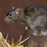 or brown rat Rattus norvegicus Black, ship or roof rat Rattus rattus These rodents are known as commensal rodents which literally mean they live off man s table.