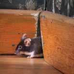 Rodents have the ability to carry and transmit diseases that are common to not only themselves and man, but also livestock and domestic pets.
