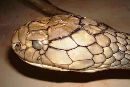 2 8 Records of Indian Egg Eater Snake Elachistodon westermanni in the localities of Shegaon, District Buldhana, Maharashtra, India -- Abhishek Narayanan, Pp.