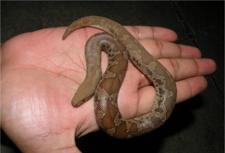 The investigator reported 12 species of snakes, two species of geckos, three species of skinks
