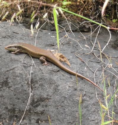 Snake-eyed Lacerta Ophisops jerdonii and Indian Fringetoed Lizard Acanthodactylus cantoris were found only at Dantiwada dam.