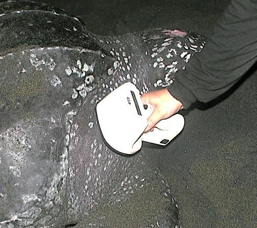 Figure 9. Revision of a Leatherback turtle to check the presence of a PIT tag. (Chacón et al., 2007) 2.