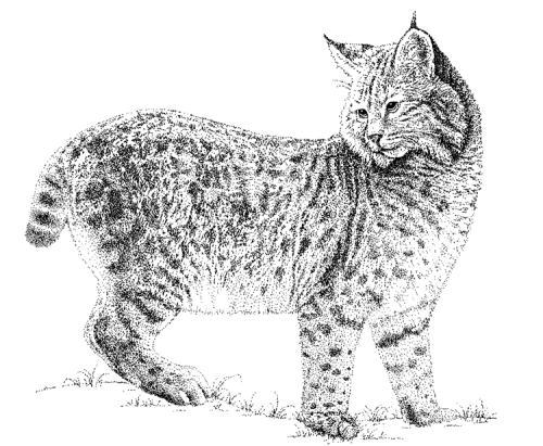 Adult male bobcats weigh 20 to 30 pounds and average 3 feet in length (Fig. 1). Females are considerably smaller and may weigh less than a large house cat.