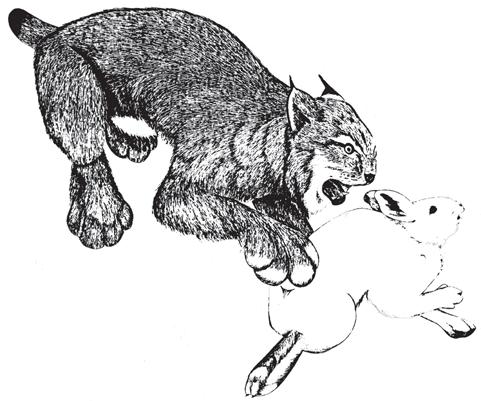 Lynx Bobcats resemble lynx, however, a number of characteristics distinguish the two cats (Fig. 4). Most important, you are highly unlikely to see a lynx in western Washington.