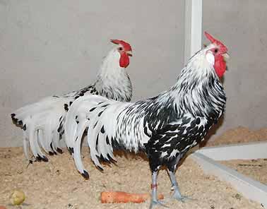 stable, together with pullets