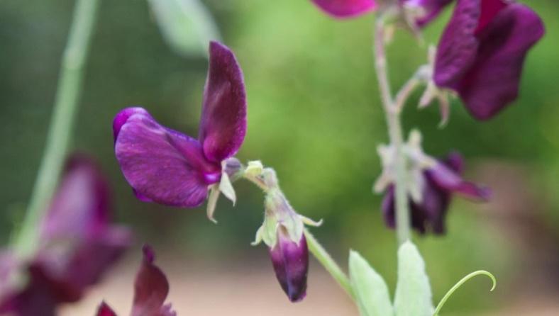 (2013, 1) DIHYBRID INHERITANCE In the sweet pea plant, Lathyrus odoratus, the allele for purple (P) flower colour is dominant over the allele for red (p) flower colour.
