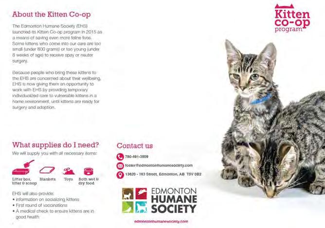 Managed Intake Solutions - EHS Kitten co-op program Being honest about the risks of underage kittens growing up