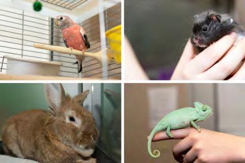 All animals seized from pet store by Edmonton Humane Society find new