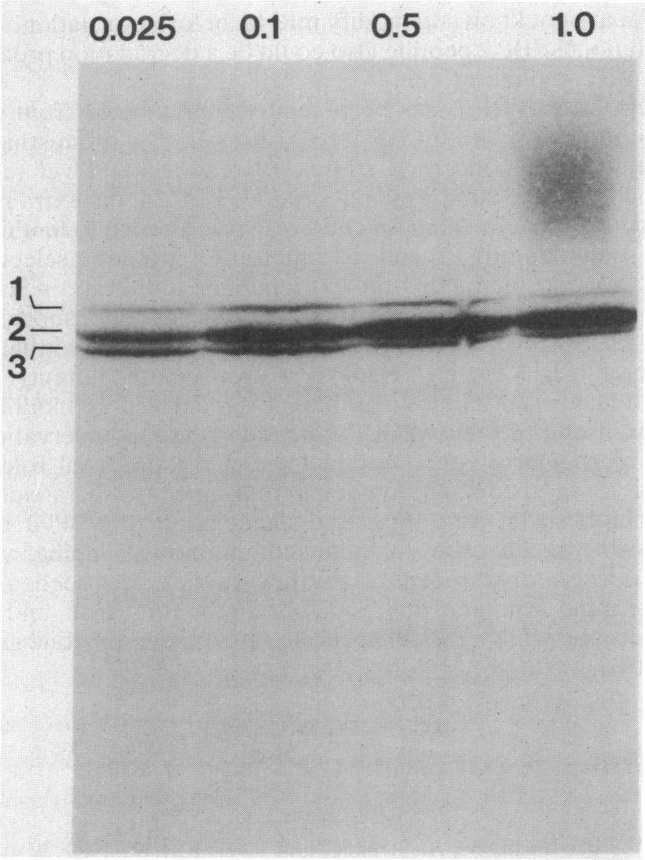 A low-molecular-wei'ght PBP, possibly PBP 4, which could be visualized only with prolo'nged exposure of the fluorograph, appeared to migrate with a ph similar to that of PBP 3. 3/7A? FIG. 6.
