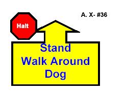HALT TURN RIGHT ONE STEP CALL TO HEEL HALT With the dog sitting in heel position, the handler commands the dog to wait or stay.