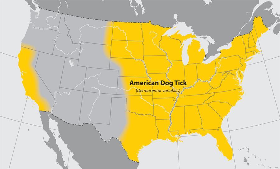 Dermacentor variabilis Wood Tick Dog Tick Diseases Rocky mountain spotted fever Colorado tick