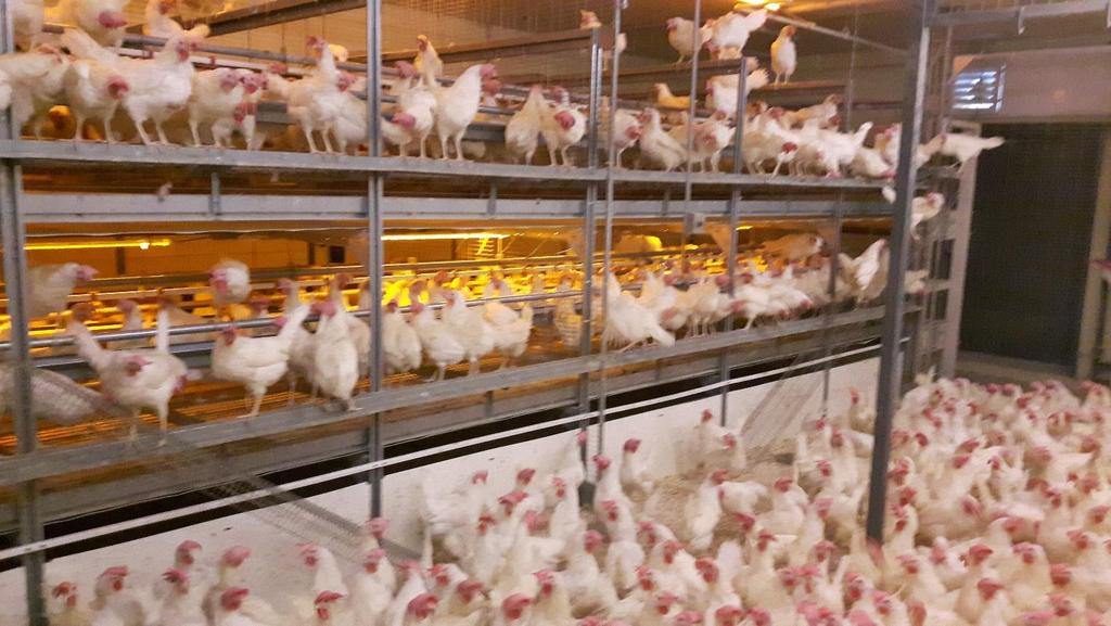 Arkell Poultry Research Station Tour