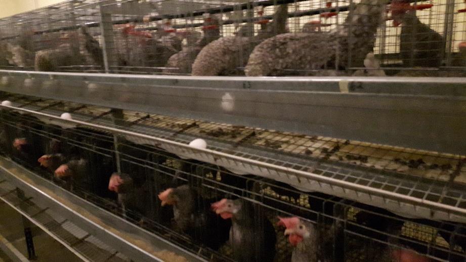 Arkell Poultry Research Station Genetic Diversity Flocks Genetic