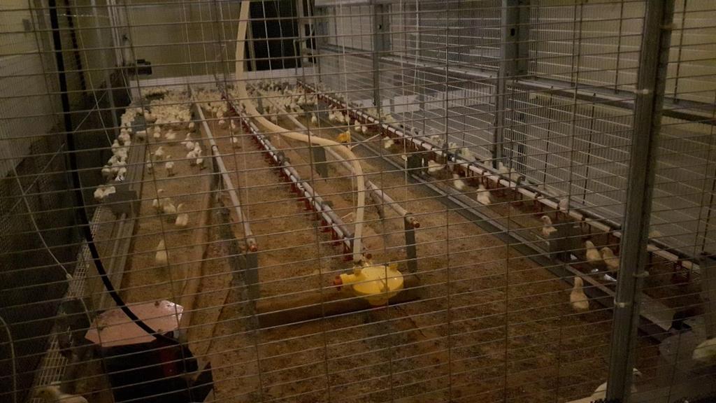 Arkell Poultry Research Station Tour