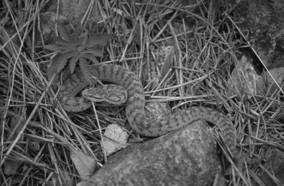 Ambush-Site Selection in Pit-Vipers 901 Fig. 2: Shedao pit-viper in a terrestrial ambush site items. Freshly ingested prey could be distinguished from partially digested birds by palpation.