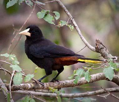 Fig. 4. Juvenile crested oropendola standing on a branch. [http://monacoeye.