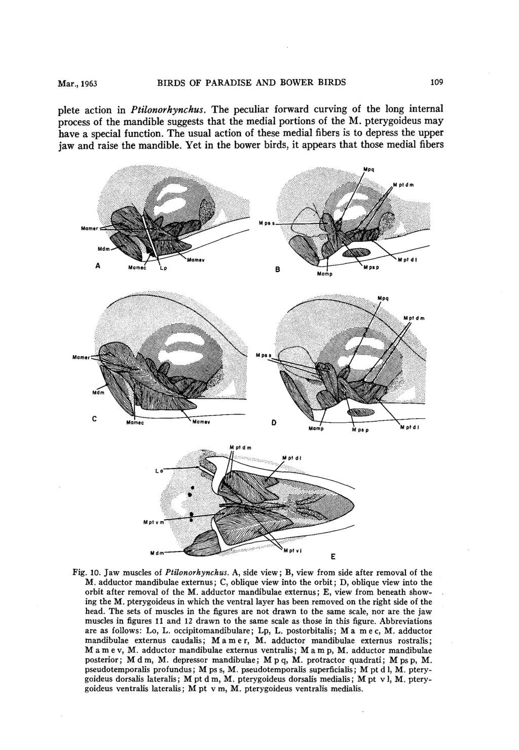 Mar., 1963 BIRDS OF PARADISE AND BOWER BIRDS 109 plete action in Ptilonorhynchus. The peculiar forward curving of the long internal process of the mandible suggests that the medial portions of the M.