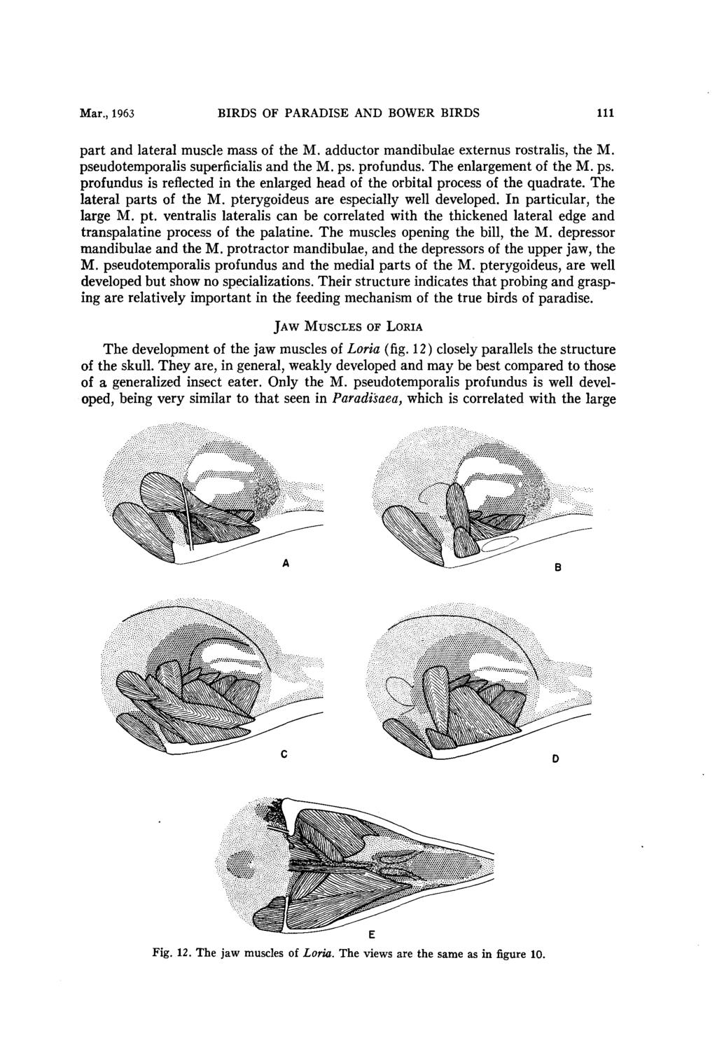 Mar., 1963 BIRDS OF PARADISE AND BOWER BIRDS 111 part and lateral muscle mass of the M. adductor mandibulae externus rostra&, the M. pseudotemporalis superficialis and the M. ps. profundus.