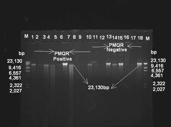 Figure 4: Plasmid profile for PMQR genes positive strains and PMQR genes negative strains. Lane M: Lambda-Hind III marker. Lane 1-10: PMQR positive. Lane 11-18: PMQR negative strains.