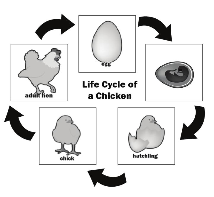 Optional Materials VIDEO: Chicken Embryo Development https://youtu.