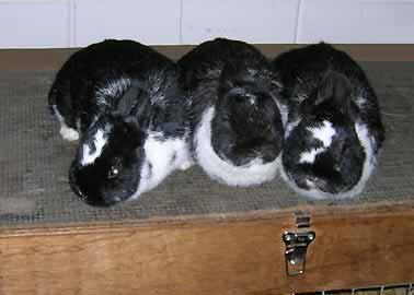 An expert in Rabbits Gerrit has been breeding chickens since 25 years, but actually he is most known as a Rabbit and Guinea pig Judge.