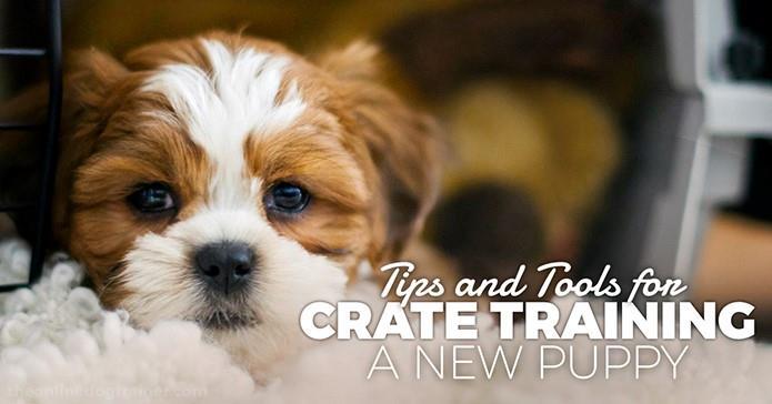 Crate Training a New Puppy Tips & tools for setting up your pup Today, I want to talk about a very useful tool when it comes to crate training your new puppy.