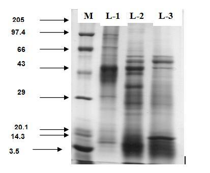 Jas et al.: Antigenic Cross-reactivity among Haemonchus contortus kda Fig.1: Comparative polypeptide profile CSAg-To (L-1), CSAg-Oc (L-2) and CSAg-Hc (L-3) Interestingly, H. contortus and O.