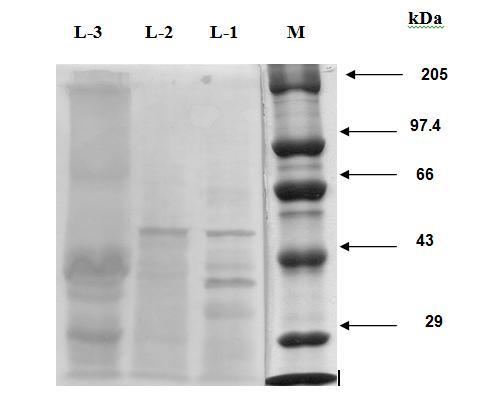 Antigenic Characterization Western blot analyses using the homologous antiserum detected ten, eight and six immunoreactive polypeptides in CSAg-Hc, CSAg-Oc and CSAg-To, respectively.