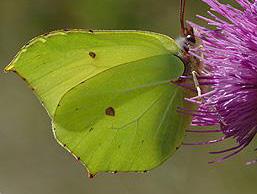 BUTTERFLIES OF CANNIZARO PARK Brimstone Butterfly BRIMSTONE BUTTERFLY Gonepteryx rhamni This is probably the first major butterfly seen in spring and it shines out on bright