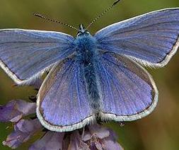 Common Blue COMMON BLUE Polyommatus icarus The Common Blue is the most widespread blue butterfly in Britain and Ireland and is found in a variety of grassy habitats.