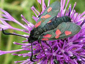 MOTHS OF CANNIZARO PARK Five Spot Burnet FIVE SPOT BURNET Zygaena trifolii This very bright and conspicuous day flying moths can be found seen on the
