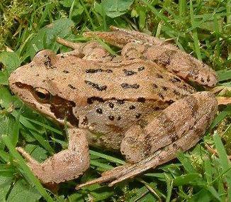 AMPHIBIANS OF CANNIZARO PARK Common Frog COMMON FROG Rana temporaria The common frog inhabits the more wild damp areas around the Park and are