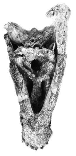 The second tooth is moderately compressed and presents finely serrated edges. The third maxillary tooth is the largest on the tooth row and also shows serrated carinae.