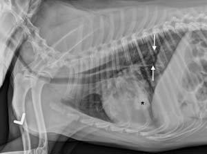 Case 5: History: Mixed breed, intact, 5 year old male dog with a history of neurologic signs.